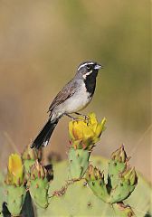 Black-throated Sparrow